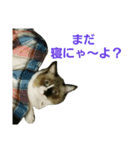 宮猫ミュー太（個別スタンプ：8）
