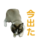 宮猫ミュー太（個別スタンプ：9）