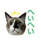 宮猫ミュー太（個別スタンプ：10）