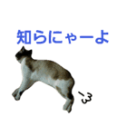宮猫ミュー太（個別スタンプ：11）