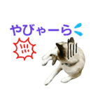 宮猫ミュー太（個別スタンプ：14）