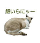 宮猫ミュー太（個別スタンプ：15）