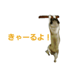 宮猫ミュー太（個別スタンプ：17）