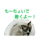 宮猫ミュー太（個別スタンプ：18）