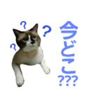 宮猫ミュー太（個別スタンプ：19）