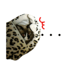 宮猫ミュー太（個別スタンプ：20）
