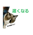宮猫ミュー太（個別スタンプ：24）