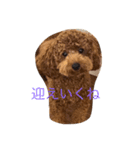 Amber and Ruby（個別スタンプ：16）
