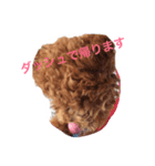 トイプードル こたろう（個別スタンプ：5）