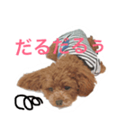 トイプードル こたろう（個別スタンプ：6）