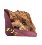 トイプードル こたろう（個別スタンプ：7）