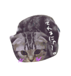 スコのふく（個別スタンプ：8）