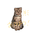 スコのふく（個別スタンプ：14）