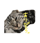 スコのふく（個別スタンプ：15）