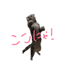 スコのふく（個別スタンプ：16）