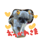 うちの愛犬メロン（個別スタンプ：1）