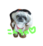 うちの愛犬メロン（個別スタンプ：3）
