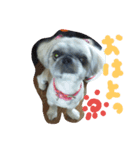 うちの愛犬メロン（個別スタンプ：4）