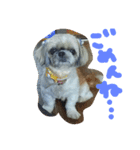 うちの愛犬メロン（個別スタンプ：5）