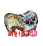 うちの愛犬メロン（個別スタンプ：6）