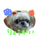 うちの愛犬メロン（個別スタンプ：9）