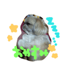 うちの愛犬メロン（個別スタンプ：10）