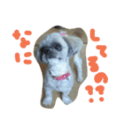 うちの愛犬メロン（個別スタンプ：12）