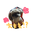 うちの愛犬メロン（個別スタンプ：13）