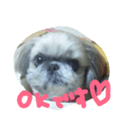 うちの愛犬メロン（個別スタンプ：14）
