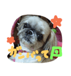 うちの愛犬メロン（個別スタンプ：17）