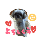 うちの愛犬メロン（個別スタンプ：18）