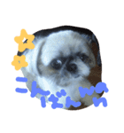 うちの愛犬メロン（個別スタンプ：19）