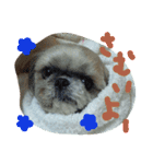 うちの愛犬メロン（個別スタンプ：20）