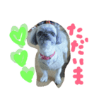 うちの愛犬メロン（個別スタンプ：21）
