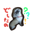 うちの愛犬メロン（個別スタンプ：24）