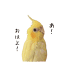 レモンと愉快な仲間たち（個別スタンプ：1）