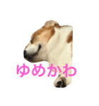 コタローのイマドキ言葉（個別スタンプ：2）