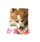 コタローのイマドキ言葉（個別スタンプ：3）