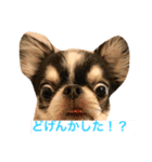 チワワの二太郎さん（個別スタンプ：2）
