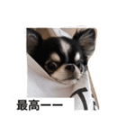 チワワの二太郎さん（個別スタンプ：3）