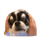 チワワの二太郎さん（個別スタンプ：8）