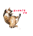 松浦家のねこさん（個別スタンプ：2）