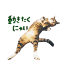 松浦家のねこさん（個別スタンプ：3）