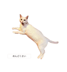 松浦家のねこさん（個別スタンプ：4）