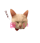 松浦家のねこさん（個別スタンプ：7）