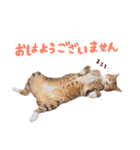 松浦家のねこさん（個別スタンプ：11）