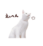 松浦家のねこさん（個別スタンプ：12）