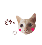 松浦家のねこさん（個別スタンプ：13）