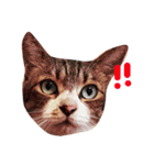 松浦家のねこさん（個別スタンプ：14）