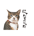 松浦家のねこさん（個別スタンプ：15）